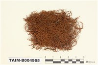 藏品(菘蘿屬)的圖片